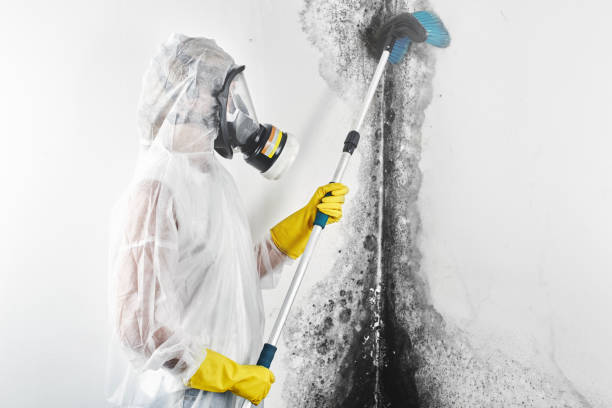 Best Asbestos and Lead Testing During Mold Inspection  in Seabrook Island, SC